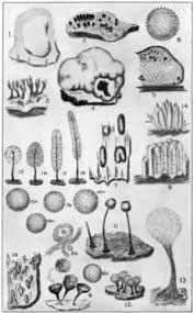Attēlu rezultāti vaicājumam “Diderma ochraceum young”