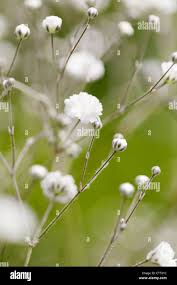 Attēlu rezultāti vaicājumam “Gypsophila fastigiata bud”