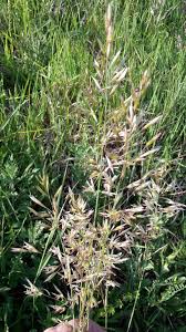 Attēlu rezultāti vaicājumam “Helictotrichon pubescens”