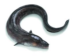 Image result for Conger conger