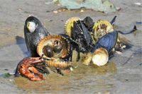 Attēlu rezultāti vaicājumam “Balanus improvisus”