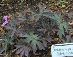 Attēlu rezultāti vaicājumam “Geranium bohemicum bud”