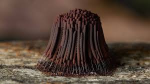 Attēlu rezultāti vaicājumam “Amaurochaete fusiformis macro”