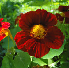 Image result for Tropaeolum minus