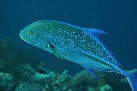 Image result for Caranx bartholomaei