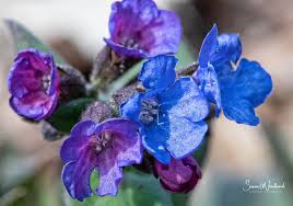 Image result for Pulmonaria officinalis