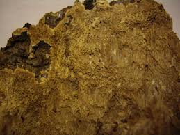 Attēlu rezultāti vaicājumam “Asterodon ferruginosus”