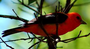 Image result for Piranga olivacea