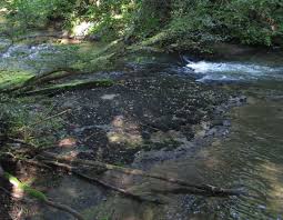 Attēlu rezultāti vaicājumam “Cinclidotus danubicus cells”