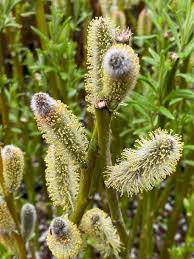 Attēlu rezultāti vaicājumam “Salix x doniana flower”