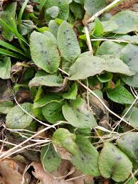 Attēlu rezultāti vaicājumam “Symphytum grandiflorum”