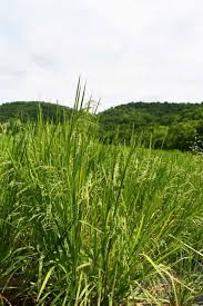 Attēlu rezultāti vaicājumam “Glyceria striata”