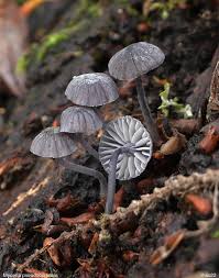 Attēlu rezultāti vaicājumam “Mycena pseudocorticola”
