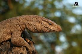 Image result for reptile scales