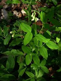 Attēlu rezultāti vaicājumam “Lathyrus laevigatus”
