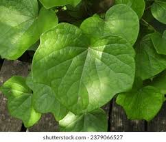 Attēlu rezultāti vaicājumam “Menispermum dauricum leaf”