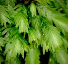 Attēlu rezultāti vaicājumam “Fissidens osmundoides”