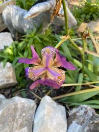 Attēlu rezultāti vaicājumam “Iris rosenbachiana flower”