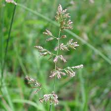 Attēlu rezultāti vaicājumam “Poa compressa”