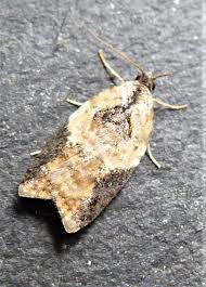 Attēlu rezultāti vaicājumam “Acleris laterana”