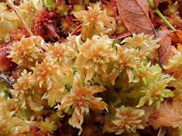 Attēlu rezultāti vaicājumam “Sphagnum cuspidatum”