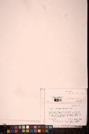 Attēlu rezultāti vaicājumam “Ditrichum flexicaule”