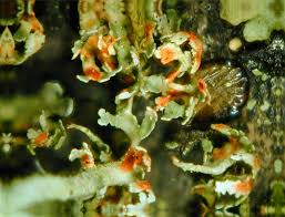 Attēlu rezultāti vaicājumam “Cladonia norvegica”