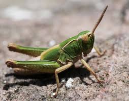 Attēlu rezultāti vaicājumam “Omocestus viridulus”