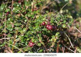 Attēlu rezultāti vaicājumam “Oxycoccus bud”