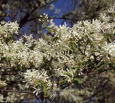 Attēlu rezultāti vaicājumam “Amelanchier canadensis”