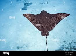 Image result for Aetobatus ocellatus