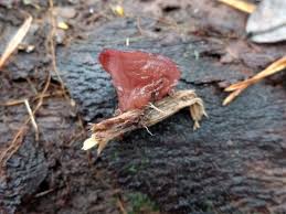 Attēlu rezultāti vaicājumam “Ascocoryne cylichnium”