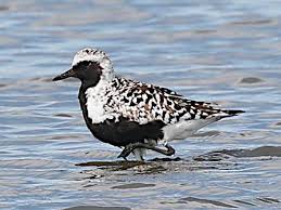 Attēlu rezultāti vaicājumam “Pluvialis squatarola adult”