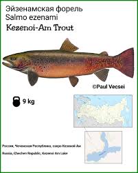 Image result for Salmo ezenami