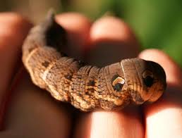 Attēlu rezultāti vaicājumam “Deilephila elpenor”