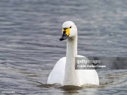 Attēlu rezultāti vaicājumam “Cygnus columbianus”