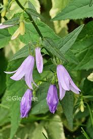 Attēlu rezultāti vaicājumam “Campanula rapunculoides leaf”