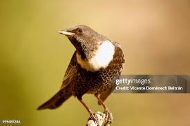 Image result for Turdus torquatus