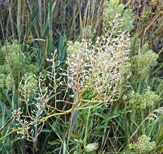 Attēlu rezultāti vaicājumam “Lepidium latifolium”