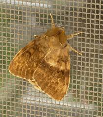 Attēlu rezultāti vaicājumam “Lasiocampidae”