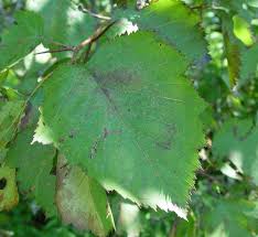 Attēlu rezultāti vaicājumam “Crataegus submollis”