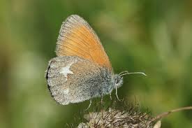 Attēlu rezultāti vaicājumam “Coenonympha glycerion”