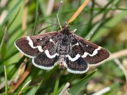 Attēlu rezultāti vaicājumam “Pyrausta cingulata”