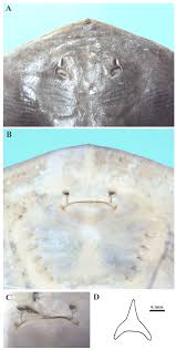 Image result for Gymnura micrura