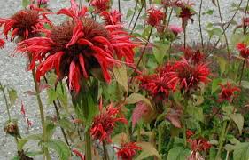 Image result for Monarda didyma