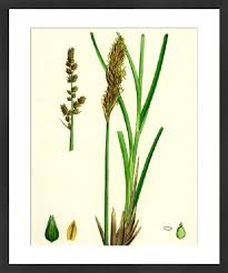 Attēlu rezultāti vaicājumam “Carex paniculata”