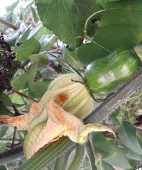 Attēlu rezultāti vaicājumam “Cucurbita pepo fruit”