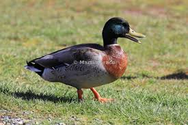 Attēlu rezultāti vaicājumam “Anas platyrhynchos”