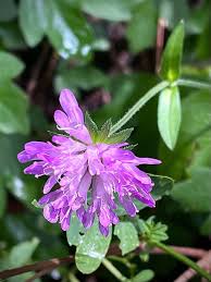Image result for Knautia dipsacifolia