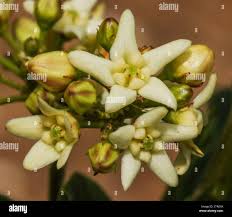 Attēlu rezultāti vaicājumam “Vincetoxicum hirundinaria fruit”